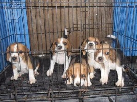 PoulaTo: Gorgeous Kc εγγεγραμμένα Beagle Pups